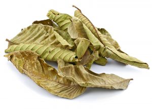 Guava leaves 1